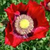 Papaver somniferum / Opium Poppy / Seeds