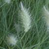 Pennisetum villosum 'Cream Falls' or Fountain Grass / Seeds
