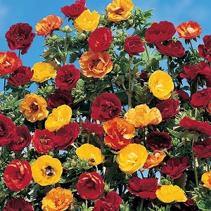 Potentilla atrosanguinea 'Fireball Mixed' / Cinquefoil / Seeds