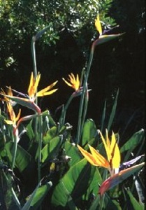 Strelitzia reginae / Bird of Paradise Flowers / Seeds