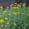 Tagetes lucida / Mexican Tarragon / Sweet Mace / Aromatic Culinary Herb and Herbal Tea / Seeds