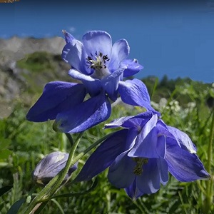 Aquilegia alpina / Alpine Columbine / Wildflower / Seeds