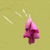 Dierama pulcherrimum / Angel's Fishing Rod / Seeds