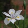 Dietes iridioides / Cape Iris / Seeds