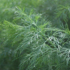 Grow Dill - Another tasty super-herb