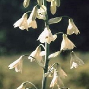 Galtonia candicans / Cape Hyacinth / Seeds