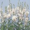 Gaura (Oenothera) lindheimeri ‘The Bride’ / Whirling Butterflies / Seeds