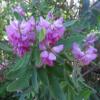 Indigofera cytisoides / Fire Pea / Woody Shrub / Seeds