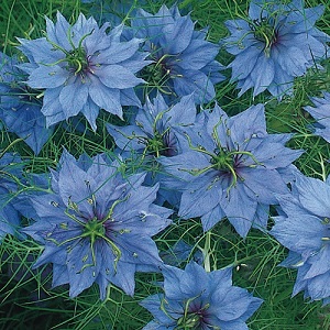 Nigella damascena ‘Miss Jekyll Sky Blue’  / Love-in-a-Mist / Seeds