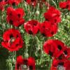 Papaver commutatum 'Ladybird' / Caucasian Scarlet Poppy / Seeds