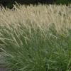Pennisetum macrourum 'Tail Feathers' or African Feather Grass / Seeds