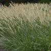 Pennisetum macrourum 'Tail Feathers' or African Feather Grass / Seeds