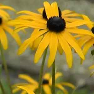 Rudbeckia fulgida v deamii / Deam's Coneflower / Seeds