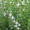 Satureja hortensis / Summer Savory / Aromatic Culinary Herb / Seeds
