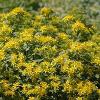 Sedum hybridum 'Czar's Gold' / Mongolian Stonecrop / Seeds