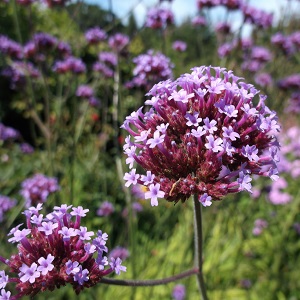 Flower Seeds