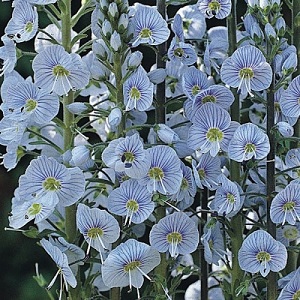 Veronica gentianoides 'Blue Streak' / Seeds