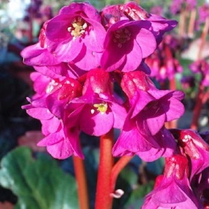 Bergenia cordifolia 'Red Beauty'/ Elephant's Ears / Seeds