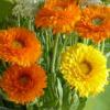 Calendula officinalis 'Ollioules Mix' / English Marigold / Seeds