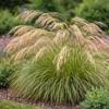 Calamagrostis emodensis / Mount Emodus Reed Grass / Seeds