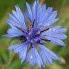 Centaurea cyanus / Cornflower / British Wildflower / Seeds