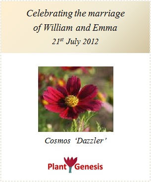 Wedding Favour Seeds / Cosmos Dazzler / Seeds