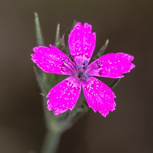 Dianthus armeria / Deptford Pink / British Wildflower / Seeds