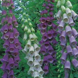 Digitalis purpurea 'Excelsior Hybrids Mix' / Foxglove / Seeds