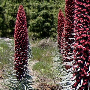 Echium wildpretii / Tower of Jewels  / Seeds
