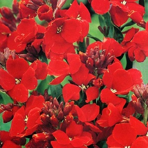 Erysimum cheiri ‘Scarlet Bedder’ / Wallflower / Cheiranthus / Seeds