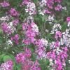 Hesperis matronalis 'Purple & White Mix' / Sweet Rocket / Seeds