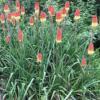 Kniphofia uvaria 'Royal Castle Hybrids' / Red Hot Poker / Seeds