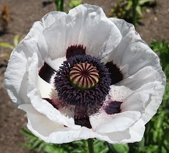 Papaver orientale 'Royal Wedding’ / Oriental Poppy / Seeds