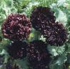 Papaver somniferum paeoniiflorum 'Paeony Black' / Opium Poppy / Seeds