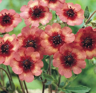 Potentilla nepalensis 'Melton Fire' / Cinquefoil / Seeds