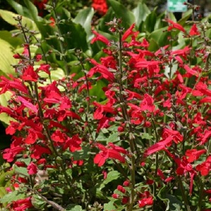 Salvia roemeriana 'Red Dwarf' / Cedar Sage / Seeds