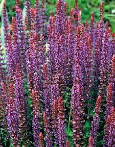 Salvia x superba 'Violet Queen' / Violet Sage / Seeds