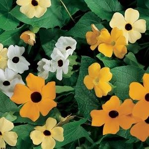 Thunbergia alata 'Mixture' / Black Eyed Susan / Climber / Seeds