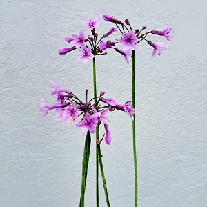 Tulbaghia violacea / Society Garlic / Seeds