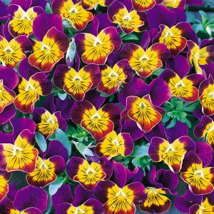 Viola hybrida 'Miniola Heart Purple' / Viola / Seeds