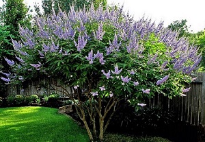 Vitex agnus-castus / Chaste Tree / Seeds