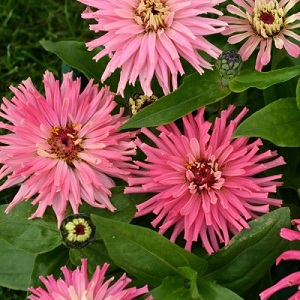 Zinnia elegans 'Pinca' / Seeds