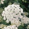 Ammi majus Queen of Africa / Bishop's Finger / Seeds