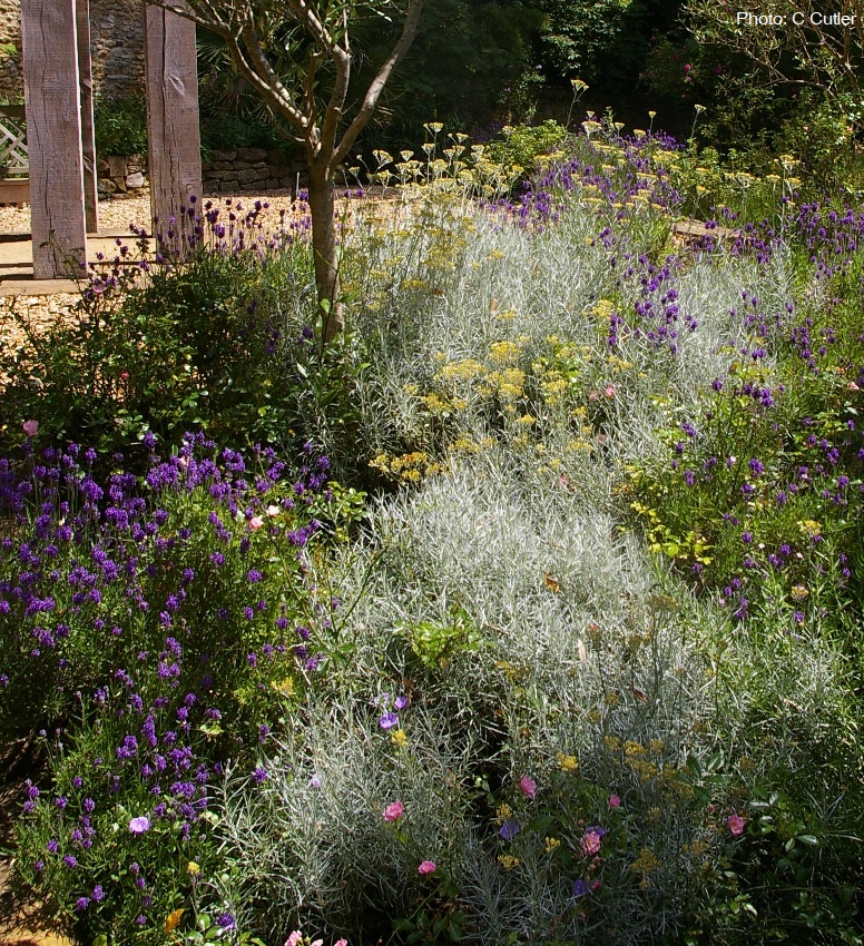 Mediterranean garden perfect colour combination