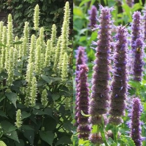 Agastache rugosa ‘Liquorice Blue & White’ / Anise Hyssop / Seeds