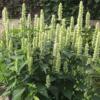 Agastache rugosa ‘Liquorice White’ / Anise Hyssop / Seeds