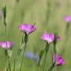 Agrostemma githago  / Corncockle / British Wildflower / Seeds