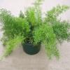 Asparagus densiflorus 'Sprengeri' / Asparagus Fern / Seeds