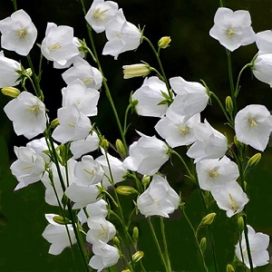 Campanula persicifolia 'White' / White Fairy Bellflower / Seeds
