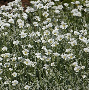 Cerastium tomentosum / Snow-in-Summer / Seeds